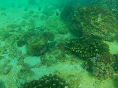Cephalopholis panamensis