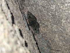 Speiredonia
