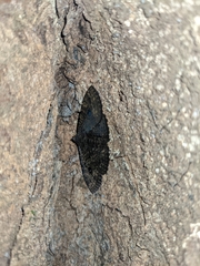 Speiredonia