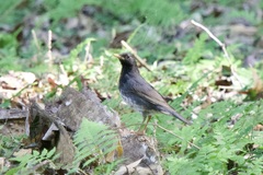 Turdus cardis