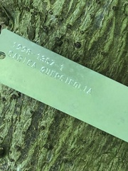 Vasconcellea quercifolia
