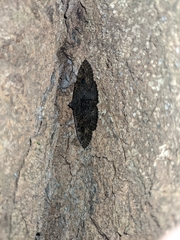 Speiredonia