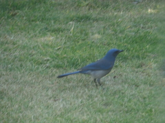 Aphelocoma wollweberi