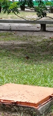 Turdus rufiventris
