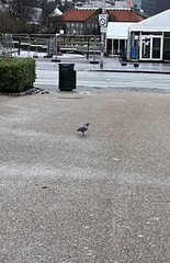 Columba livia domestica