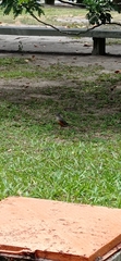 Turdus rufiventris