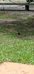 Turdus rufiventris