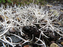 Thamnolia vermicularis vermicularis