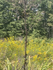 Lactuca canadensis