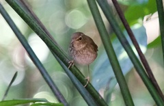 Pellorneum ruficeps