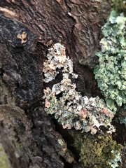 Punctelia jeckeri
