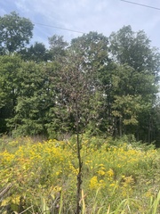 Lactuca canadensis