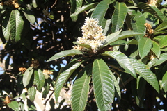 Eriobotrya japonica