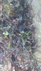 Neorubra decipiens