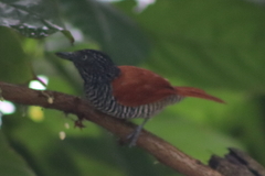 Thamnophilus palliatus