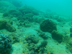 Halichoeres dispilus