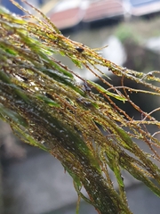Fontinalis antipyretica