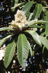 Eriobotrya japonica