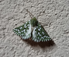 Drepanogynis bifasciata