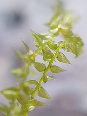 Hygroamblystegium humile