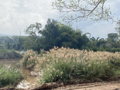 Saccharum spontaneum