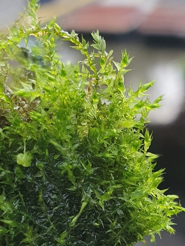 Hygroamblystegium humile, 2022-12-25