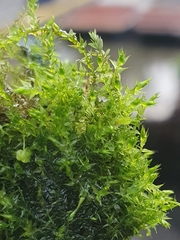 Hygroamblystegium humile