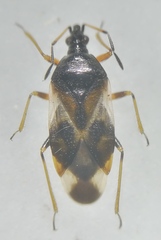 Anthocoris nemorum