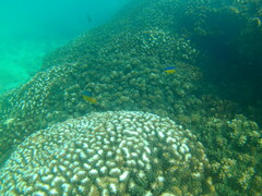 Stegastes flavilatus