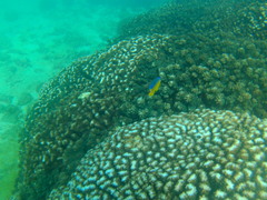 Stegastes flavilatus