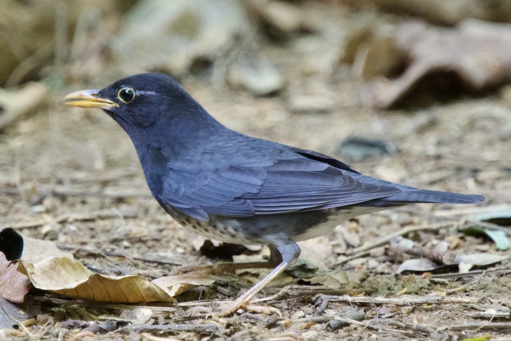 Japanese Thrush photo