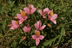 Alstroemeria ligtu splendens