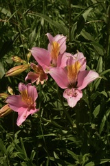 Alstroemeria ligtu splendens