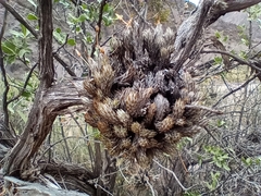 Tillandsia pedicellata