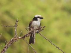 Eurocephalus ruppelli