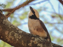 Eurocephalus ruppelli