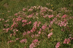 Alstroemeria ligtu splendens