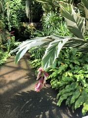 Alpinia vittata