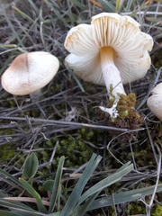 Lepiota oreadiformis