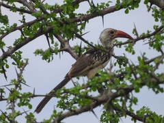 Tockus erythrorhynchus