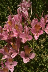 Alstroemeria ligtu splendens