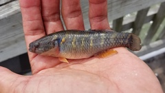 Dormitator maculatus