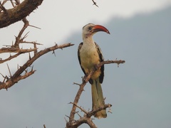 Tockus erythrorhynchus