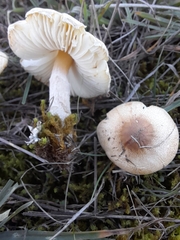 Lepiota oreadiformis