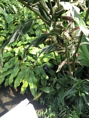 Alpinia vittata