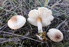 Lepiota oreadiformis