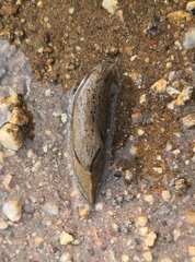 Drusia valenciennii
