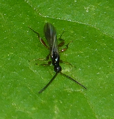 Proctotrupidae