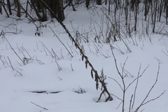 Sambucus racemosa