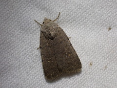 Caradrina flavirena